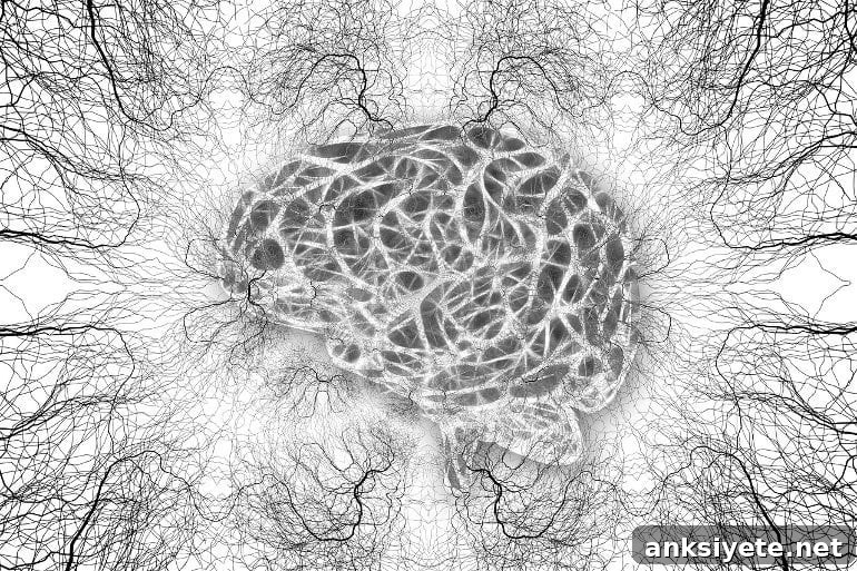 This shows a brain