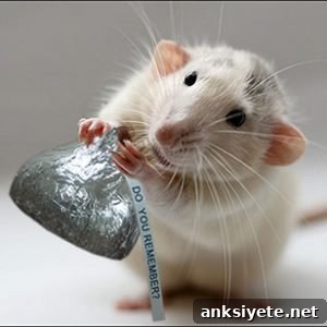 The image shows a rat holding a hershey's kiss.