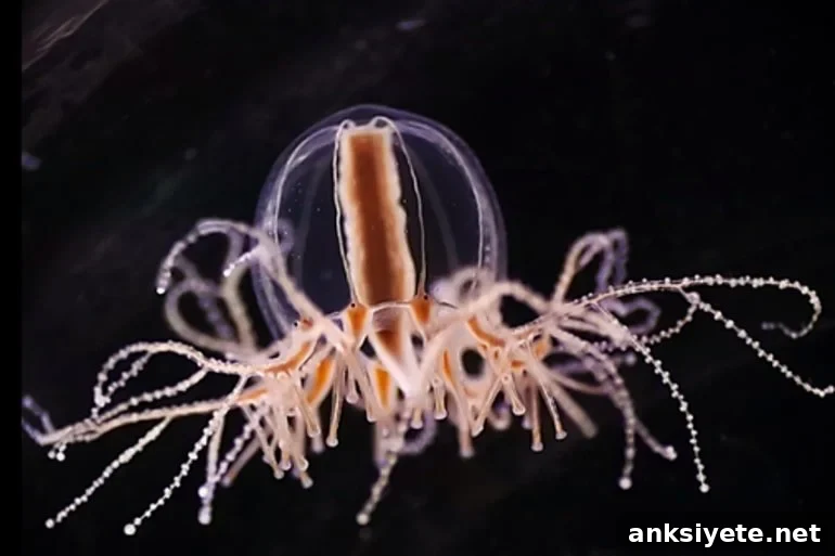 This shows a jellyfish
