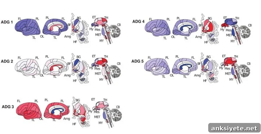 This shows diagrams of the brain