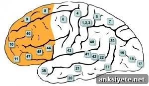 The image is a diagram of the brain with the prefrontal cortex highlighted in yellow.
