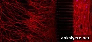 The image shows the cultured neurons. The caption best describes the image.