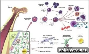 the image shows the difference between Hematopoietic and Stromal Stem Cells.
