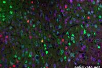 Optogenetics Restores Motor Learning in Huntington’s Disease