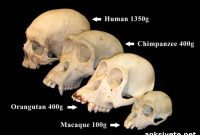 New Research Confirms and Expands Primate Brain Lag Hypothesis