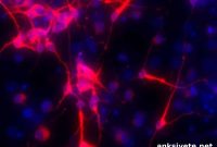 Maternal Fructose Intake Alters Fetal Brain Epigenetics
