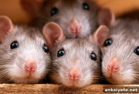 New Study Finds Rats Show Genuine Empathy