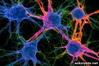 Trial Targets Alzheimer’s Inflammation in APOE4 Carriers