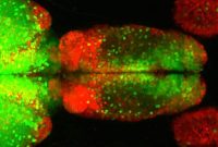 Zebrafish Brain Mirrors Mammalian Sensory Sorting