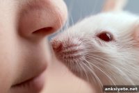 Human and Mouse Brains Share the Same Olfactory Wiring