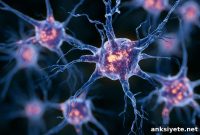 XL20 Crosses Blood-Brain Barrier to Protect Motor Neurons in ALS