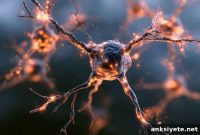 TB Vaccine Clears Alzheimer’s Amyloid Plaques in Study