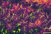 Astrocytes Drive Long-Term Memory Persistence in the Brain