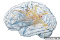 Causal Network Mapping Reveals Core Brain Circuits in OCD
