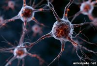 Brain Inflammation Halts Stem Cells, Prevents Neurogenesis