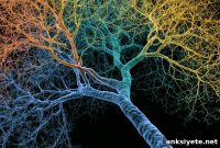 How Dendritic Branching Unlocked Human Intelligence