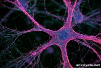 How Astrocyte Subtype Shifts Disrupt Emotional Brain Networks