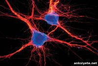 Study Finds C1 Neurons Act as Key Anxiety Switch