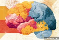 1,000-Participant Study Reveals How Brains Age in Real Life