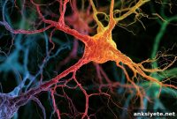 Myelin Damage Disrupts Brain Rhythms During Sleep