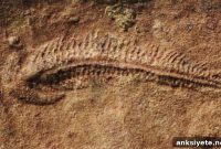 Study Reveals Earliest Right-Handedness in Humans