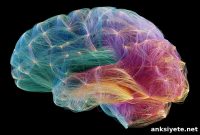 New Study Upends Assumptions About Brain Connectivity Dynamics