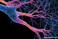 New Study Challenges Longstanding Theory of Axon Growth