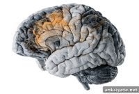 Brain Scans Pinpoint Network Origin of Schizophrenia