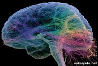 Mapping Brainstem Networks Reveals Targets to Treat PTSD