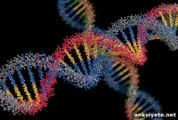 AI Predicts Complex DNA Binding by Transcription Factors