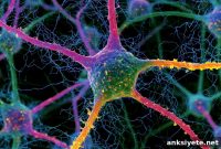 Most Neurons Multitask: How Brain Cells Juggle Functions