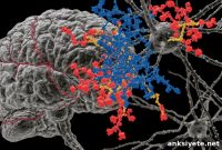 How Brain Sugars Keep Nerve Signals Fast