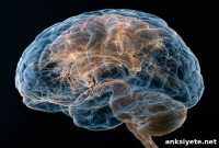 Tau Buildup in PSP Disrupts Remote Cognitive Networks
