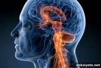 How the Neck Could Unlock New Brain Tumor Treatments