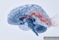 Hippocampal Circuit Degeneration Explains Memory Loss and Apathy