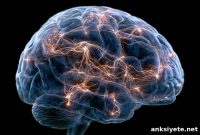 What Makes the Human Brain 79% Energy Efficient