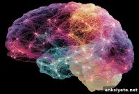 Reduced Brain Network Flexibility Across Psychiatric Disorders