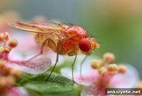 How Fruit Flies Use Memory to Follow Scents