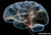 New Obesity Drugs Target Specific Brain Circuits