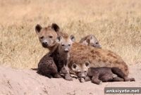 New Study Overturns a Fundamental Rule of Evolution