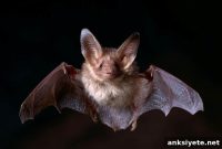 How Bats in Colonies Synchronize Their Echolocation