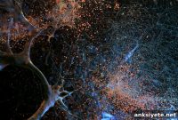 Memory Erasure: How the Brain Physically Forgets