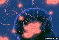 How Vagus Nerve Gut Signals Shape Spatial Memory