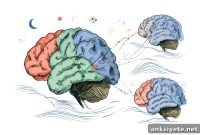 Three-Region Brain Circuit Essential for Sleep Memory