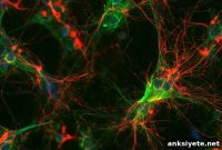 How Alternative Gene Networks Restore Damaged Neural Circuits