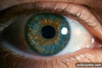How Retinal Photoreceptors Recycle Waste to Protect Vision