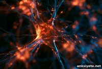 How Learning Refines Neural Connections in the Brain