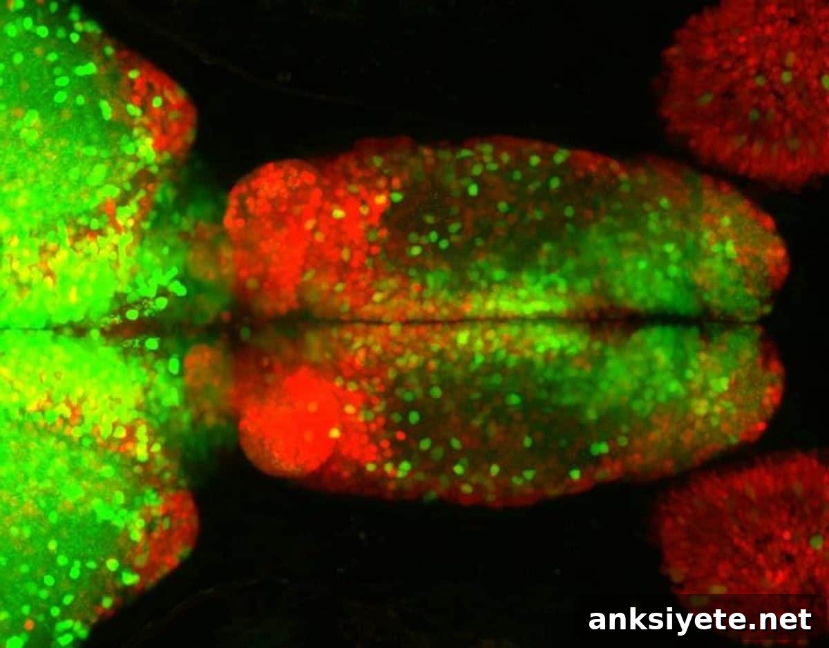 This shows neurons in the forebrain.