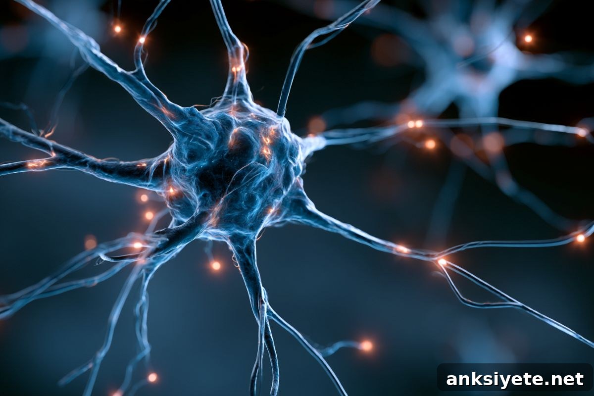 This shows neurons.