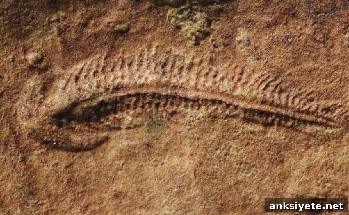 This shows a fossil.